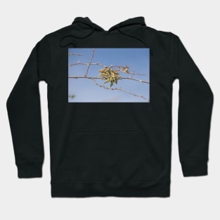 Screwbean mesquite Hoodie